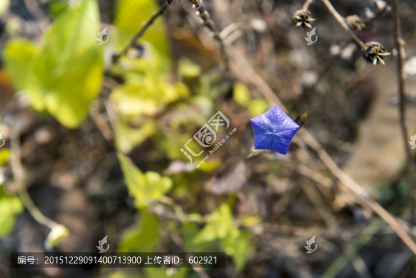 藍(lán)色小花