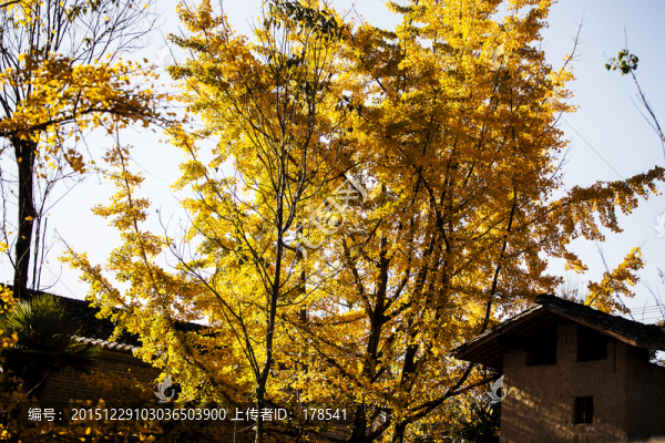 銀杏樹(shù)
