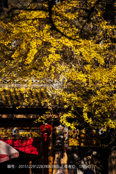銀杏樹(shù)