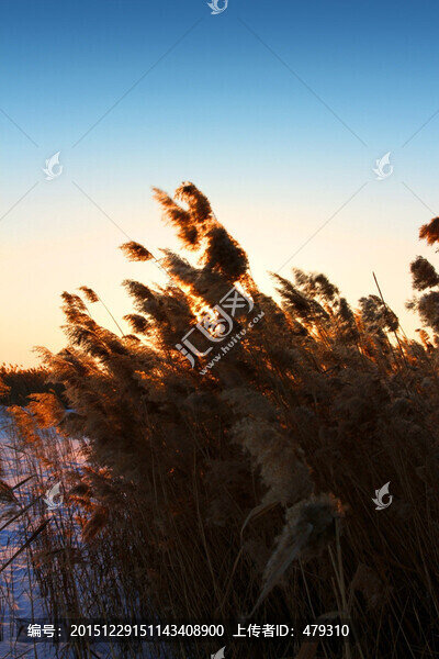 濕地,冬天,白雪,蘆葦