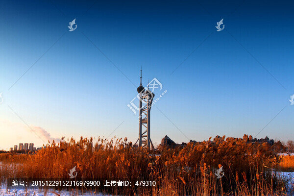 濕地,冬天,白雪,蘆葦