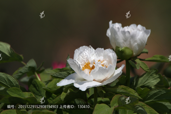 白牡丹