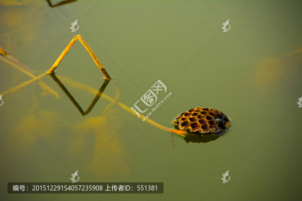 水面殘荷蓮蓬