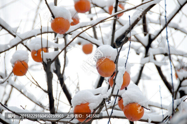 平安是福,雪與柿子