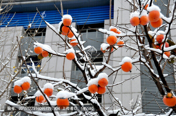 平安是福,雪與柿子