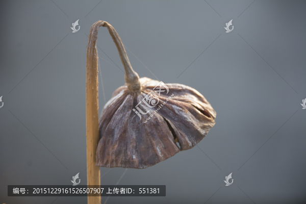一只垂下的蓮蓬