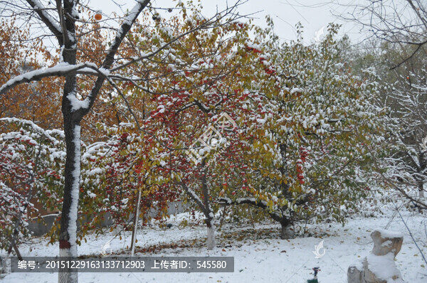 園子里的雪和紅色果子