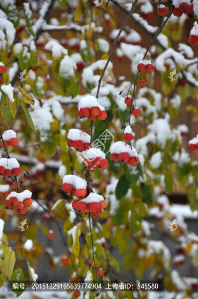 鴻運當(dāng)頭照,雪里紅海棠