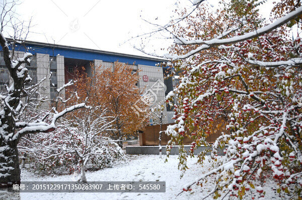 古樹和雪里海棠