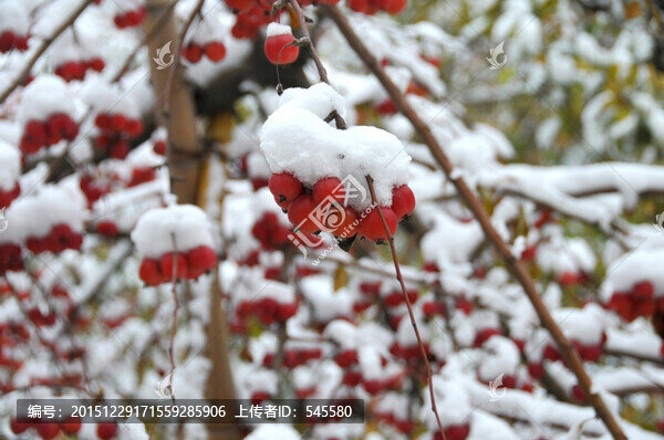 鴻運(yùn)當(dāng)頭,雪里海棠