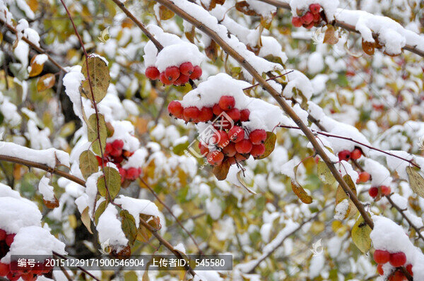鴻運當(dāng)頭,雪里海棠