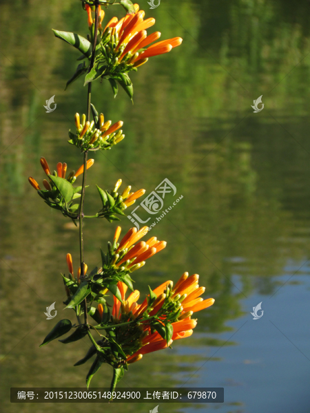 鞭炮花