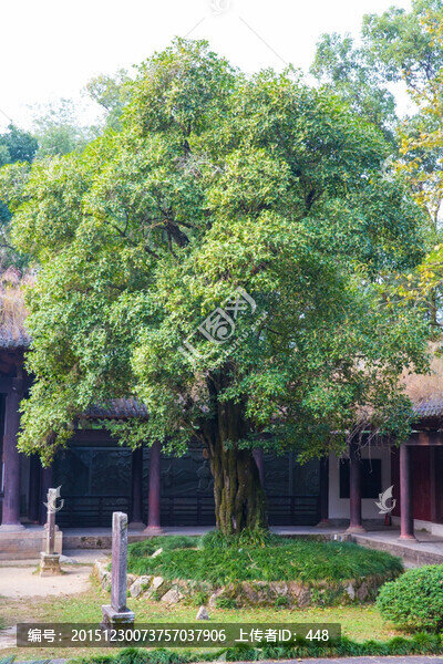 宋桂,宋代桂樹,桂花樹,木犀