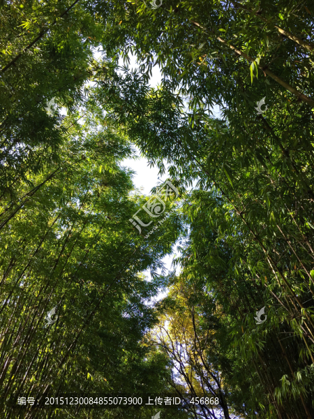 竹林