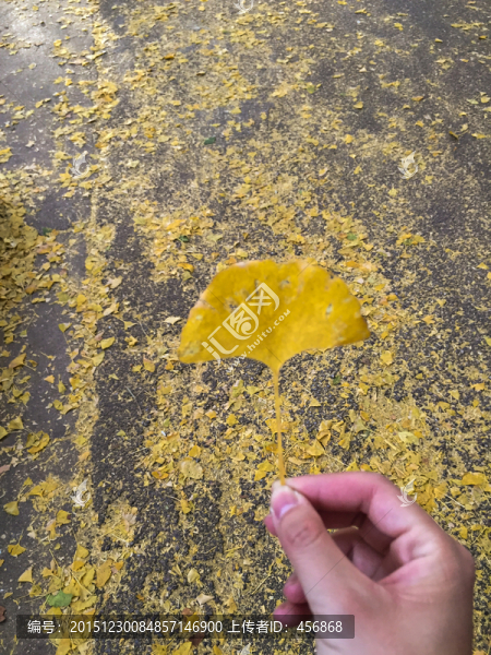 一片掉落的銀杏葉