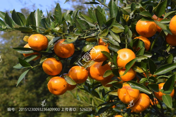 蜜桔