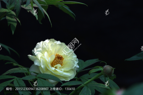 黃牡丹