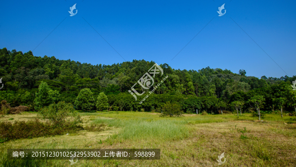桉樹(shù)林