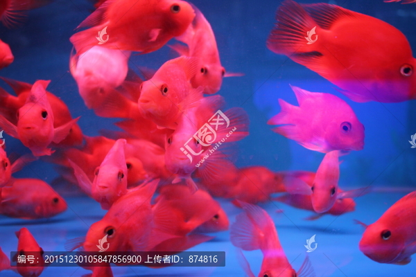 紅鸚鵡魚