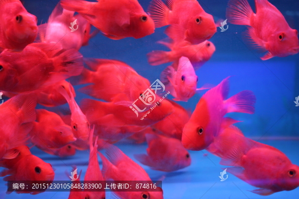 紅鸚鵡魚