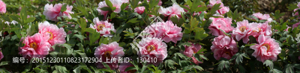 牡丹花