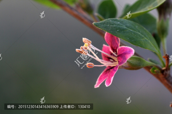 枸杞花