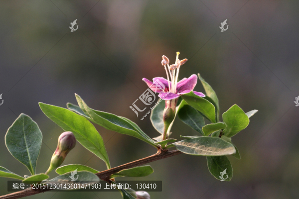 枸杞花