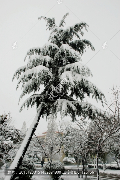 雪景