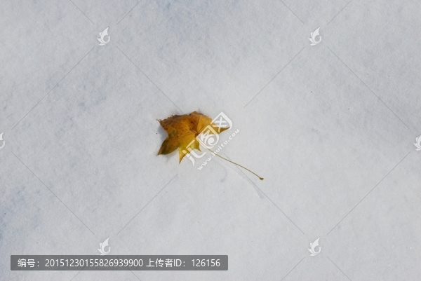雪地,樹葉