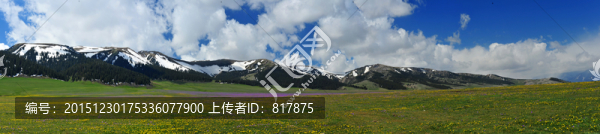 賽湖紫花
