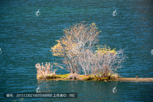 箭竹海