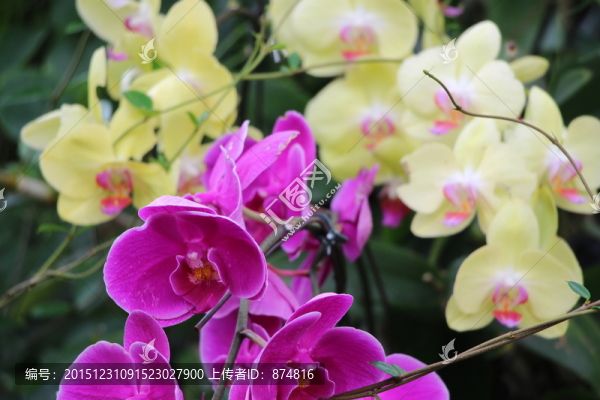 蘭花