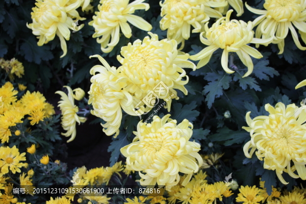 菊花