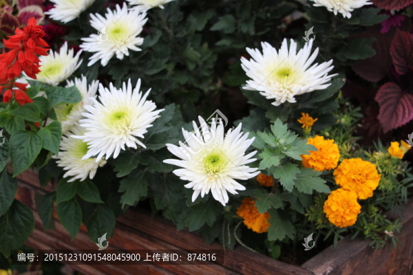 菊花
