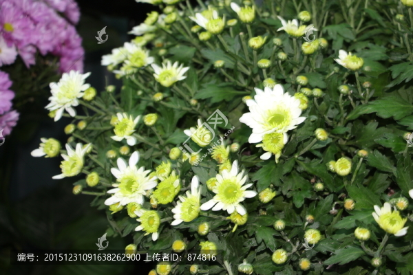 菊花