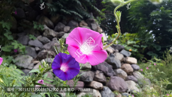 紅紫牽牛花