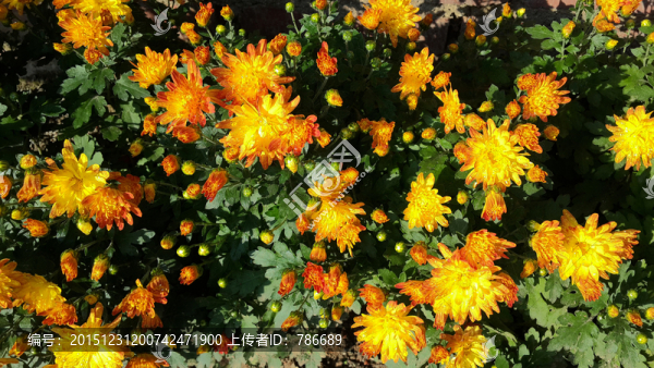 漸變型小菊花