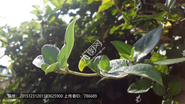 陽光下的金銀花葉
