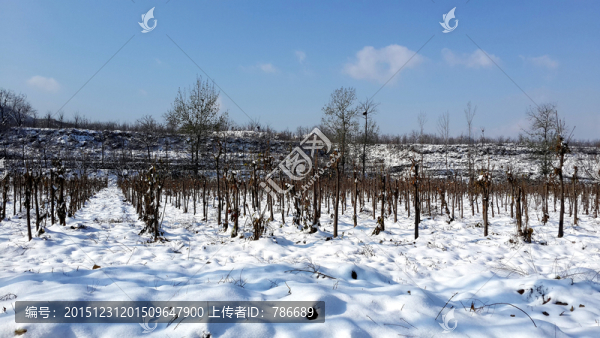 雪后的樹(shù)苗