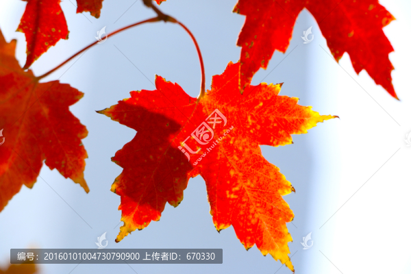 楓葉
