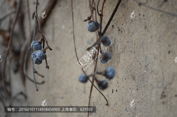 葡萄