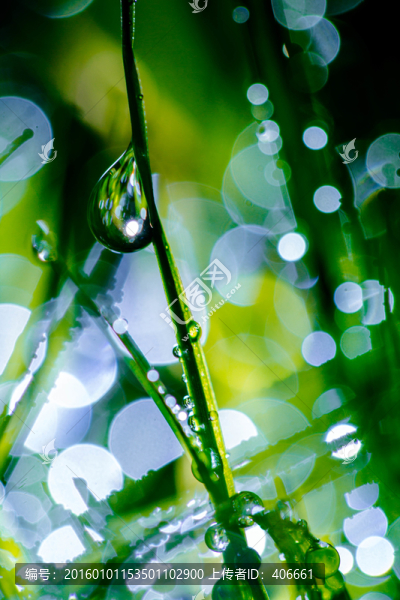 夢幻水珠