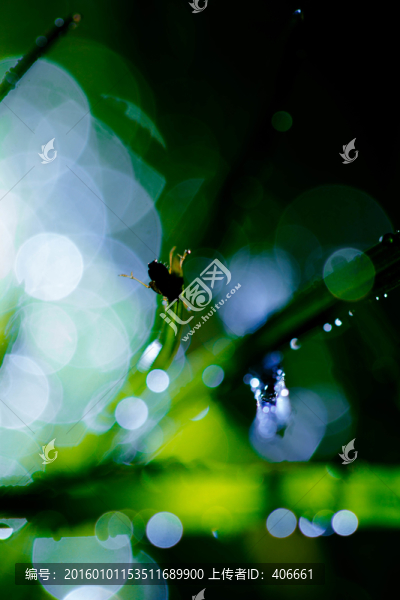 夢幻水珠