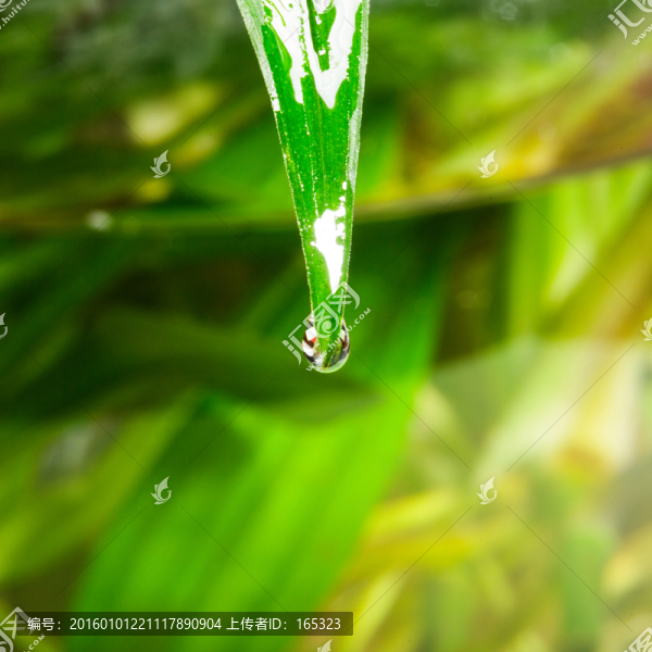 水珠