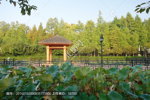 漢陽江灘公園荷塘小亭