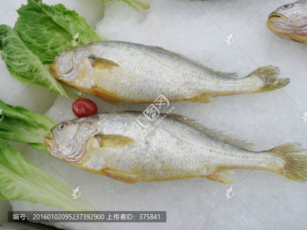 大黃魚