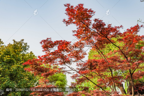浙江紹興沈園紅葉