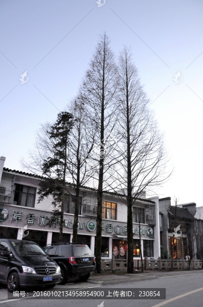 九華山街景,冬季樹(shù)木