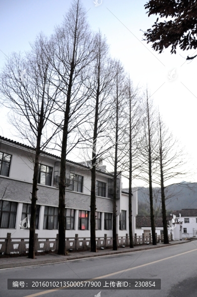 九華山街景,冬季樹木
