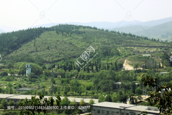 山坡,森林植被